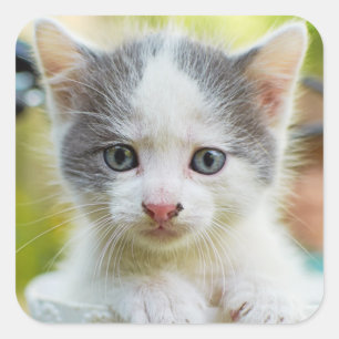 Kitten Rides A Bike Vierkante Sticker