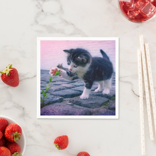 Kitten Servet (Insitu)