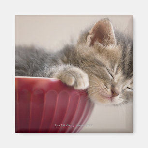 Kitten Slapen in Bowl Magneet
