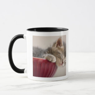 Kitten Slapen in Bowl Mok