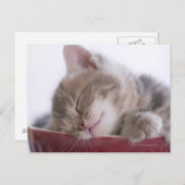 Kitten Sleeping in Bowl 2 Briefkaart (Voorkant / Achterkant)