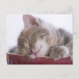 Kitten Sleeping in Bowl 2 Briefkaart