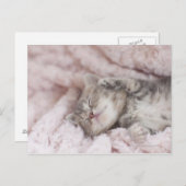 Kitten Sleeping op handdoek Briefkaart (Voorkant / Achterkant)