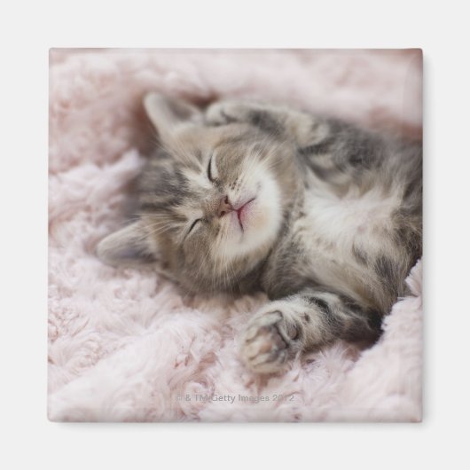 Kitten Sleeping op handdoek Magneet (Voorkant)
