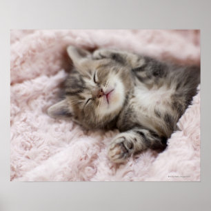 Kitten Sleeping op handdoek Poster