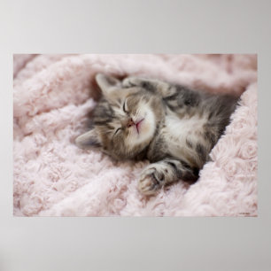 Kitten Sleeping op handdoek Poster