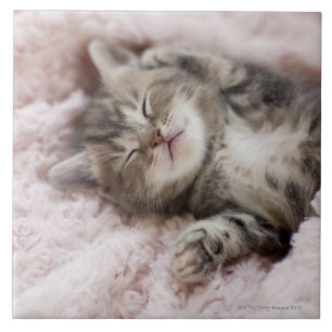 Kitten Sleeping op handdoek Tegeltje