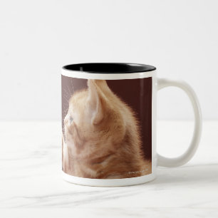 Kitten spelen met siermiddel tweekleurige koffiemok