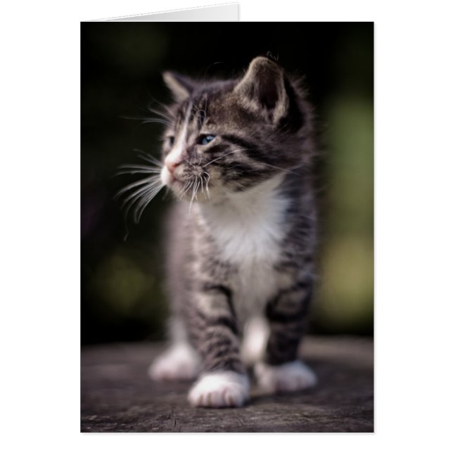 Kitten Standing Tall (Voorkant)