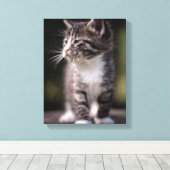 Kitten Standing Tall Canvas Afdruk (Insitu (Houten vloer))