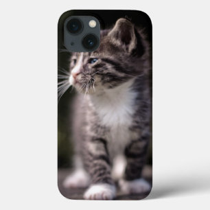Kitten Standing Tall iPhone 13 Hoesje