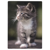 Kitten Standing Tall Klembord (Achterkant)