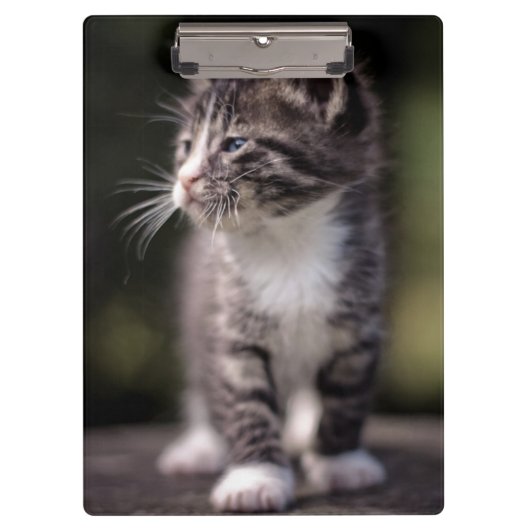 Kitten Standing Tall Klembord (Voorkant)