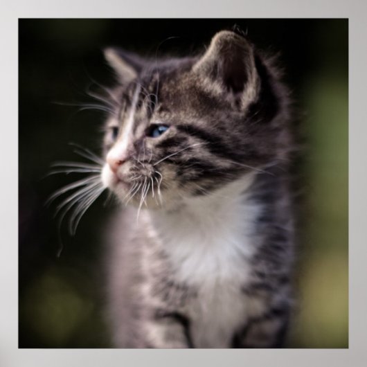 Kitten Standing Tall Poster (Voorkant)