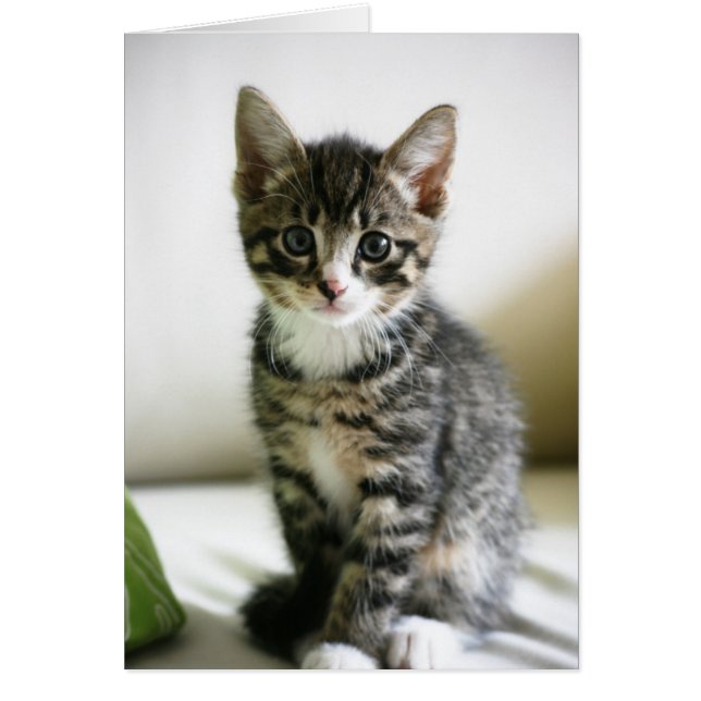 Kitten Stare (Voorkant)