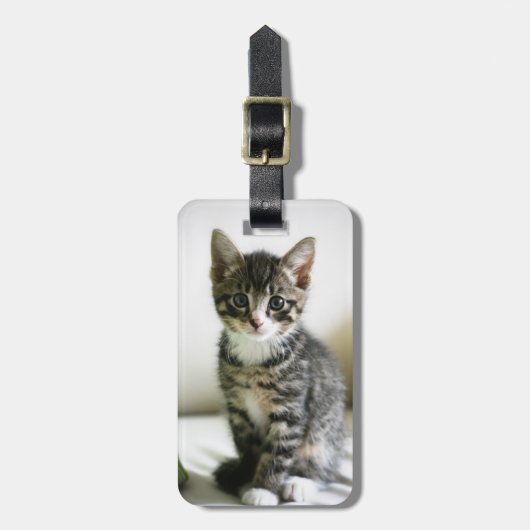 Kitten Stare Bagagelabel (Voorkant verticaal)