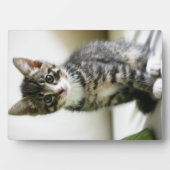 Kitten Stare Fotoplaat (voorkant)