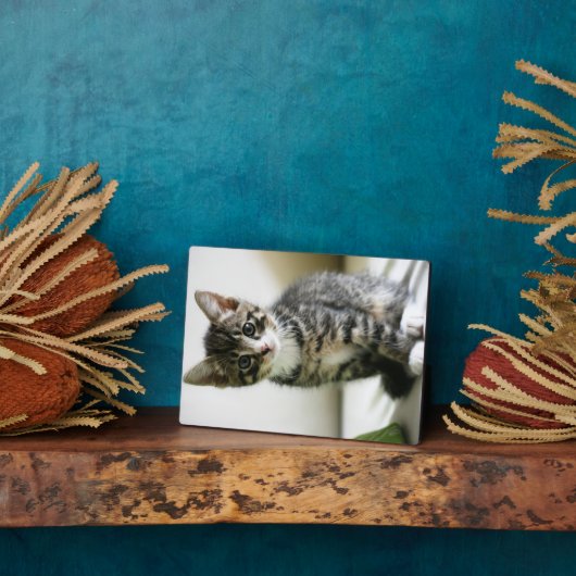 Kitten Stare Fotoplaat (Zijkant)