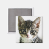 Kitten Stare Magneet (Voorkant / Achterkant)