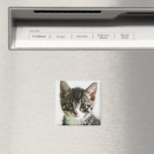 Kitten Stare Magneet (Insitu (Vaatwasser))