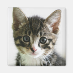 Kitten Stare Magneet