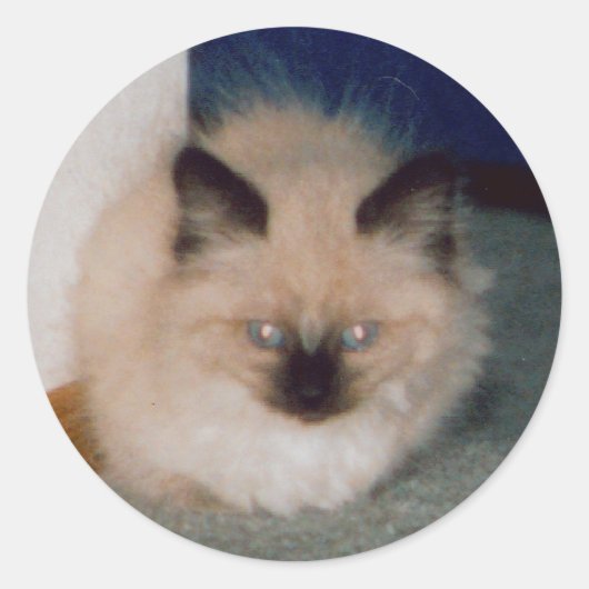 Kitten Sticker (Voorkant)