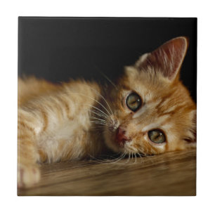Kitten Tegeltje