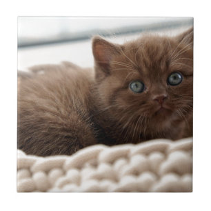 Kitten Tegeltje