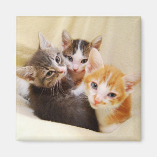 Kitten Trio Magnet Magneet