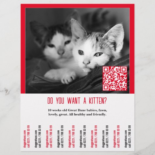 Kitten Verkoop Flyer (Voorkant)
