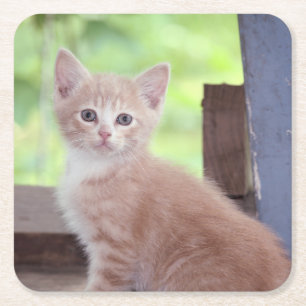 Kitten Vierkante Kartonnen Onderzetter