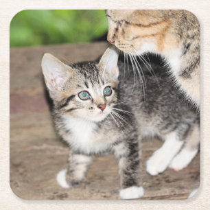Kitten Vierkante Kartonnen Onderzetter