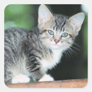 Kitten Vierkante Sticker