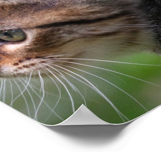 Kitten visage, mignonne, chat, affiche (Coin)