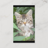 Kitten Visitekaartjes (Achterkant)