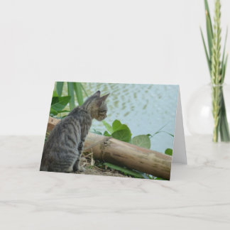 Kitten Wenskaart - Blank Kaart