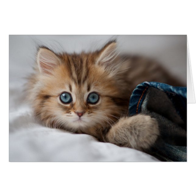 Kitten With Blue Eyes (Devant horizontal)