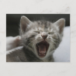 Kitten Yawning Postcard Briefkaart