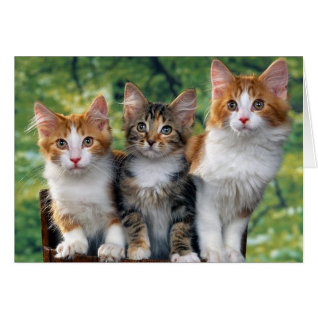 Kittens (Voorkant Horizontaal)