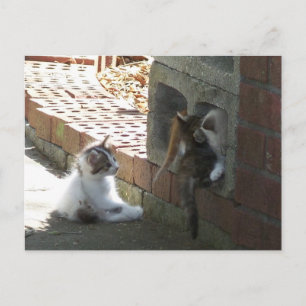 Kittens 050-postkaart briefkaart