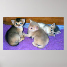 Kittens 3 weken oude Abyssinians Poster