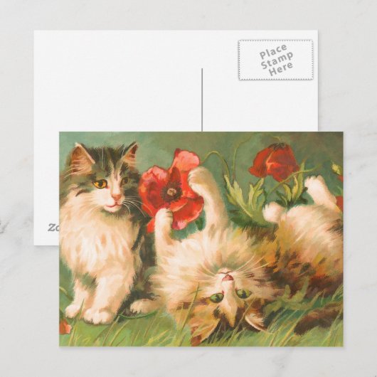 Kittens à Play carte postale (Devant / Derrière)