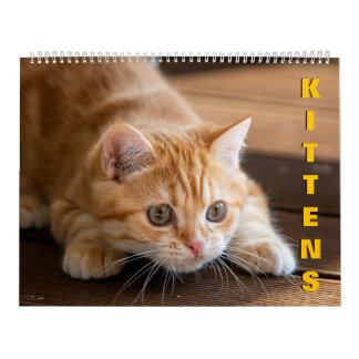 Kittens-agenda Kalender