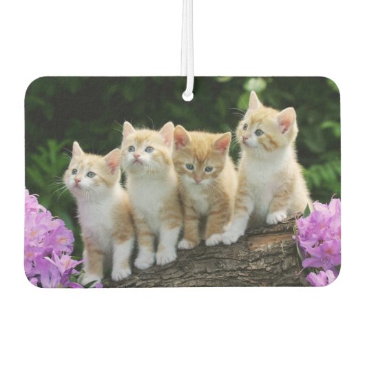 Kittens Air Freshener Luchtverfrisser (Voorkant)