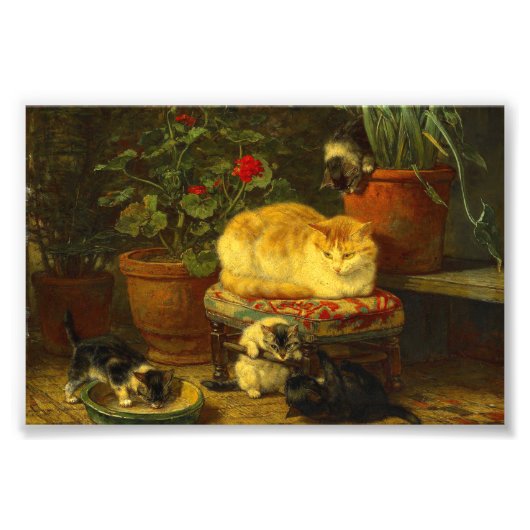 Kittens bij Play Foto Afdruk (Voorkant)