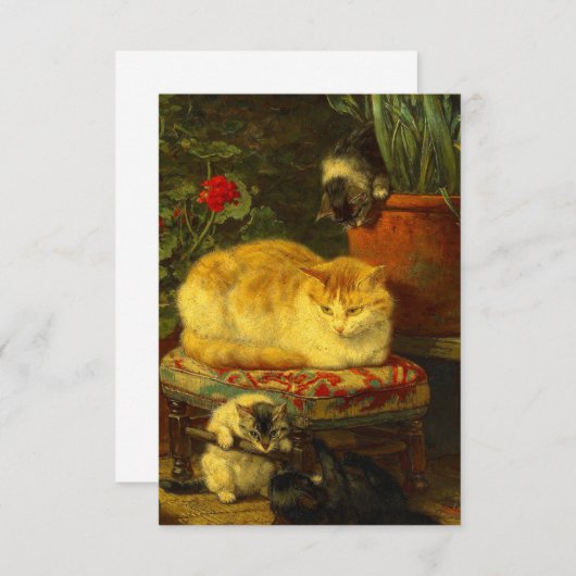 Kittens bij Play Informatiekaartje (Voorkant / Achterkant)