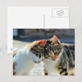 Kittens Briefkaart (Voorkant / Achterkant)