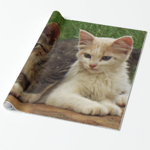 Kittens Cadeaupapier