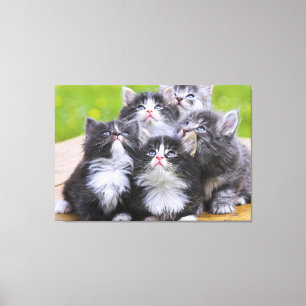 Kittens Canvas Afdruk