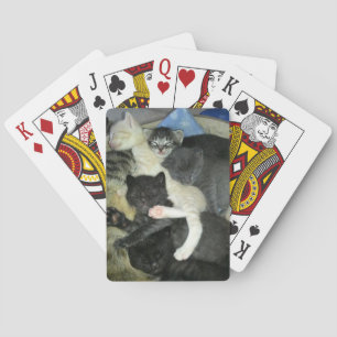 Kittens die tapekaarten afspelen, standaard deklaa pokerkaarten